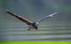 Daintree River Dawn Cruise - thumb 10