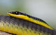 Daintree River Dawn Cruise - thumb 17