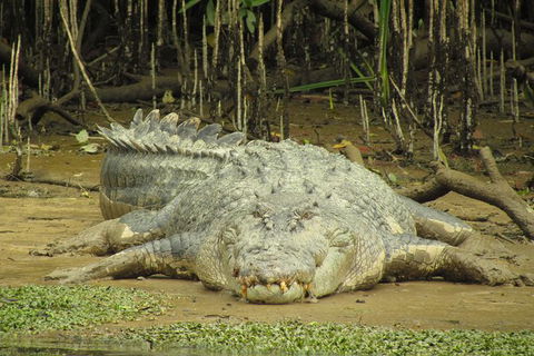 Daintree River Dawn Cruise - Sydneys Hotel 13