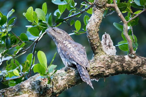 Daintree River Dawn Cruise - Sydneys Hotel 4