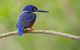 Daintree River Dawn Cruise - thumb 7