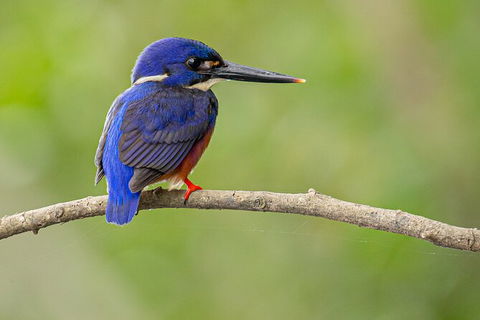 Daintree River Dawn Cruise - Sydneys Hotel 7