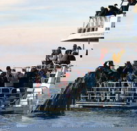 Hervey Bay Whale Watching Cruise