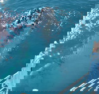 Three-Quarter Day Hervey Bay Premium Whale Watching Cruise