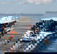 Hervey Bay Whale Swim and Watch