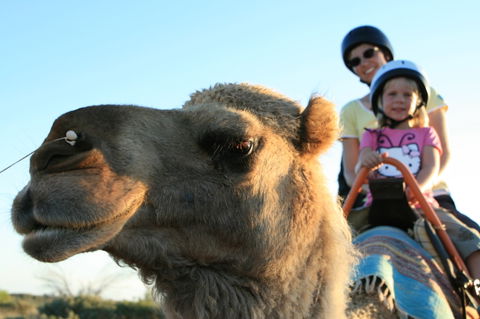 Uluru Small-Group Tour By Camel At Sunrise Or Sunset - Sydneys Hotel 3