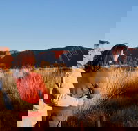 Uluru Sunrise and Kata Tjuta Half Day Trip