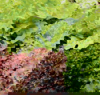 Apple Tree Creek - Sydneys Hotel