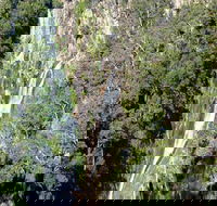 Carrai National Park - Sydneys Hotel