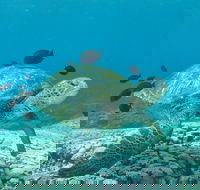 Flinders Reef Dive Site - Sydneys Hotel