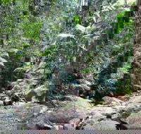 Lyrebird track