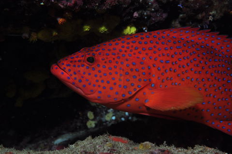 Maori Wrasse Bommie Dive Site - Sydneys Hotel 0