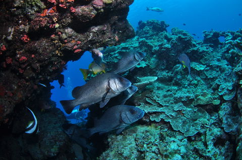 Maori Wrasse Bommie Dive Site - Sydneys Hotel 1