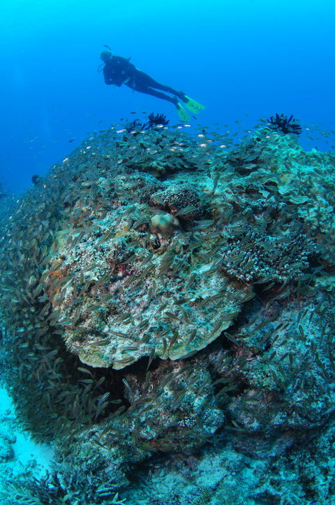 Maori Wrasse Bommie Dive Site - Sydneys Hotel 2