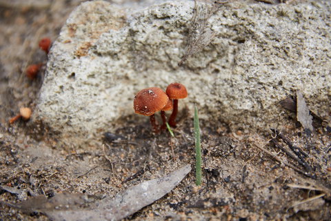 Moorooduc Quarry Walk & Stairs Circuit - Sydneys Hotel 0