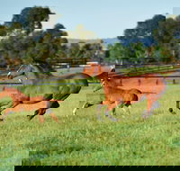 Scone - Sydneys Hotel