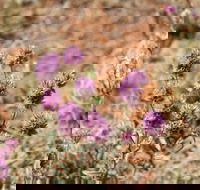 Walpa Gorge walk - Sydneys Hotel