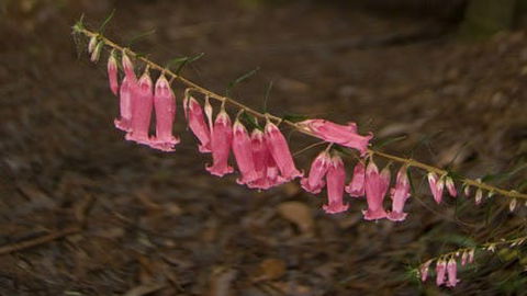 Belgrave - Sydneys Hotel 0