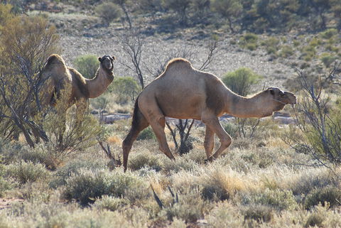 Canning Stock Route - Sydneys Hotel 0
