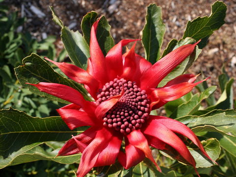 Inverawe Native Gardens - Sydneys Hotel 0
