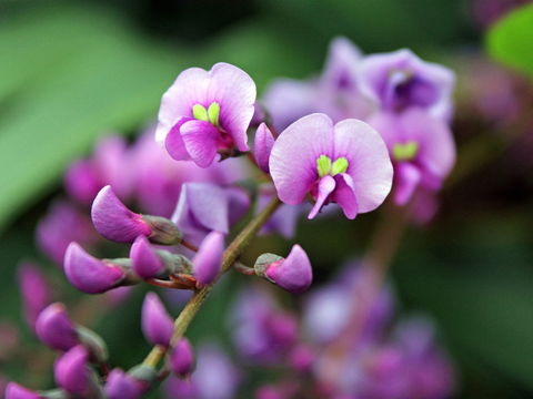 Inverawe Native Gardens - Sydneys Hotel 2