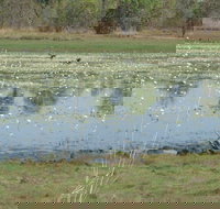 Leaning Tree Lagoon Nature Park - Sydneys Hotel