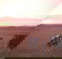 Pyree - Sydneys Hotel