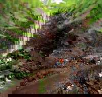 Queen Mary Falls circuit Main Range National Park