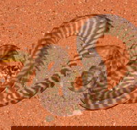 Red Desert Reptiles - Sydneys Hotel