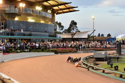 The Meadows - Sydneys Hotel 1