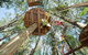 TreeTops Newcastle - thumb 1