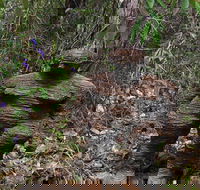 Understory Art In Nature
