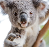 Wild Life Sydney Zoo - Sydneys Hotel