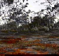 Woylie Walk Dryandra Woodland - Sydneys Hotel