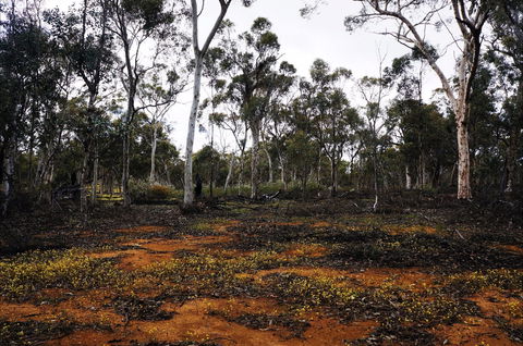 Woylie Walk, Dryandra Woodland - Sydneys Hotel 0