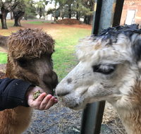 Alpaca Farm Experience at Crookwell
