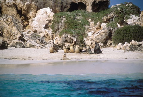 Australian Sea Lions - Sydneys Hotel 0