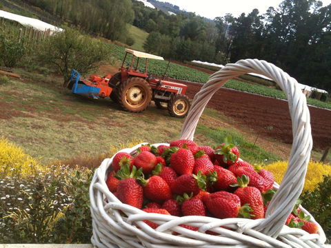 Blue Hills Berries And Cherries - Sydneys Hotel 0