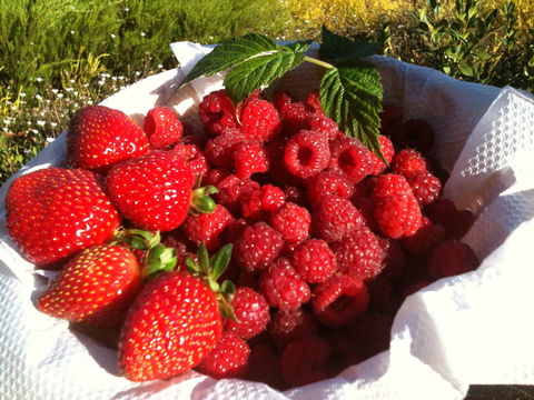 Blue Hills Berries And Cherries - Sydneys Hotel 1