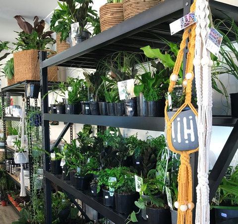 Fancy Plants - Sydneys Hotel 0