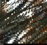 Hazelbrook - Sydneys Hotel