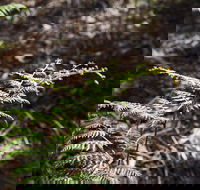 Langwarrin Flora and Fauna Reserve Walking Trails - Sydneys Hotel