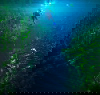 Piccaninnie Ponds Conservation Park - Sydneys Hotel