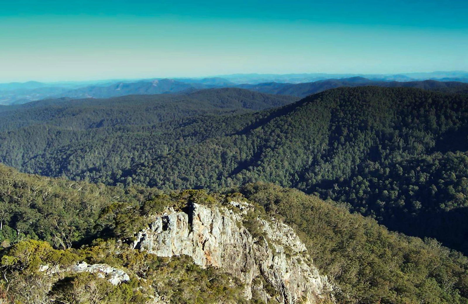 Dingo Forest NSW Sydneys Hotel