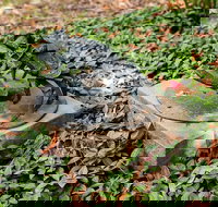 Antony Symons - Retrospective of a Life's Work - Sydneys Hotel