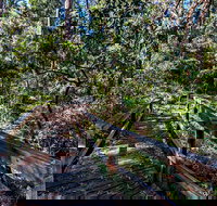 Dawson River Walking Track