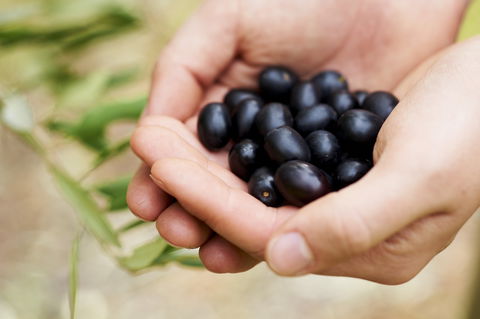 Eat, Pick, Grow Trail - Wanneroo And Chittering - Sydneys Hotel 0