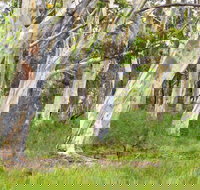 Freshwater track - Sydneys Hotel