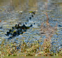 Lake Apex Park - Sydneys Hotel