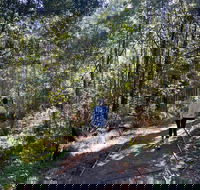 Lyrebird Circuit Walk - Sydneys Hotel